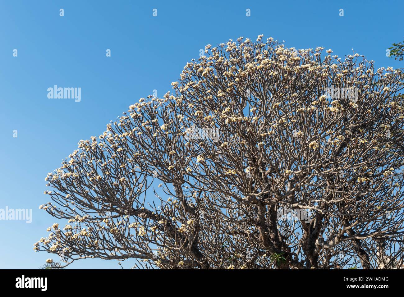 Ein großer Baum steht hoch und zeigt eine eindrucksvolle Darstellung zahlreicher weißer Blumen. Stockfoto