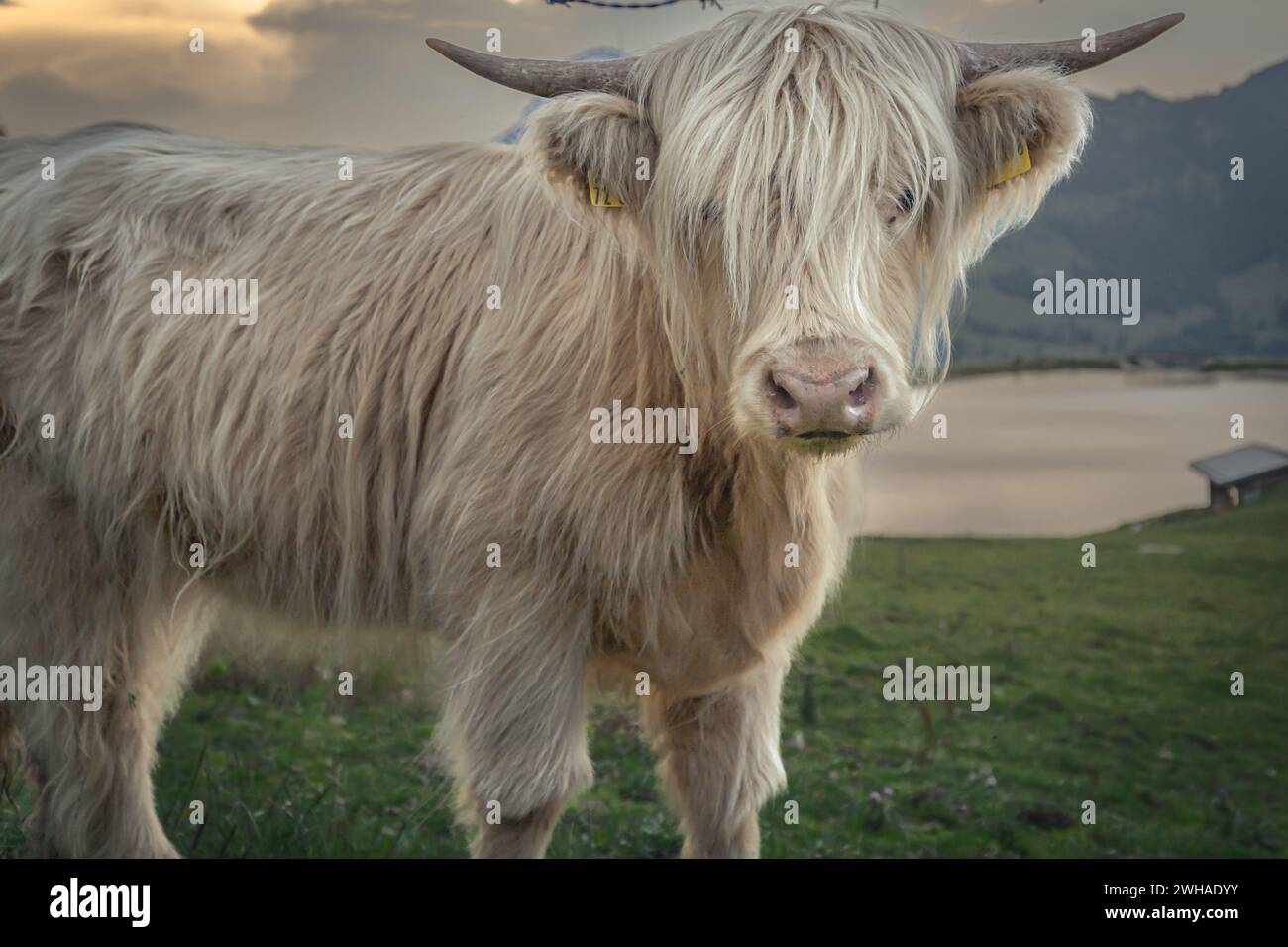 Almkühe weiden im Sommer auf Almwiesen. Stockfoto
