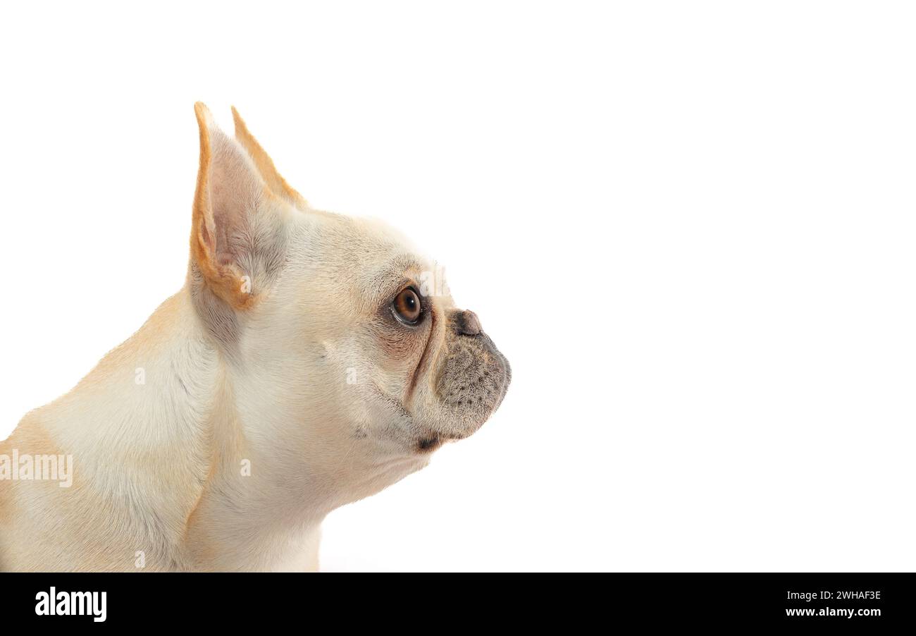 Ein Porträt eines französischen Bulldogge-Welpen Stockfoto