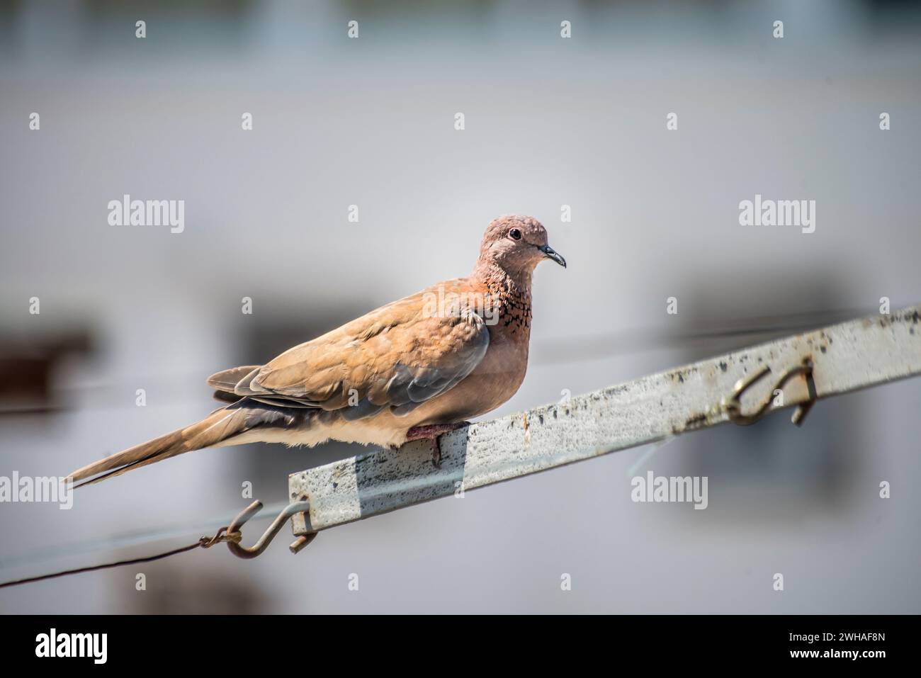 Ein ruhiger Moment in der urbanen Landschaft, während eine Taube anmutig an einem Seil unter dem klaren, sonnigen Himmel thront Stockfoto