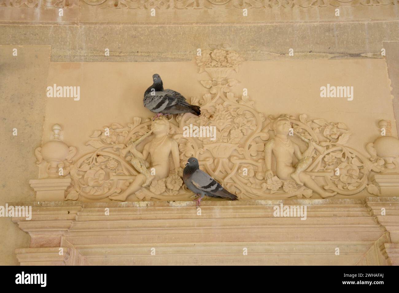 Taube auf komplizierten Schnitzereien im Gaitore Ki Chhatriyan (königliches Krematorium), Jaipur, Rajasthan, Indien Stockfoto