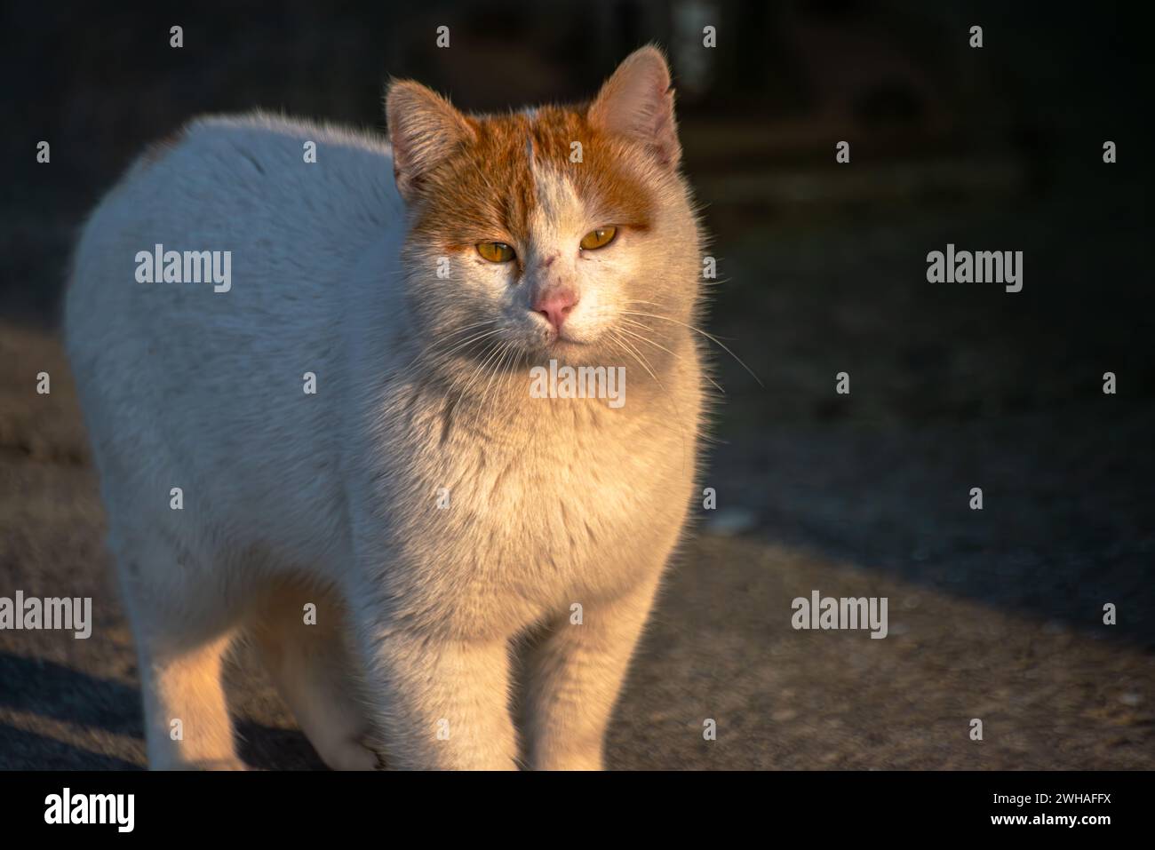 Eine streunende Katze, die mit einem besinnlichen Blick weit weg blickt, Einsamkeit und einen nachdenklichen Moment inmitten der städtischen Landschaft ausdrückt Stockfoto