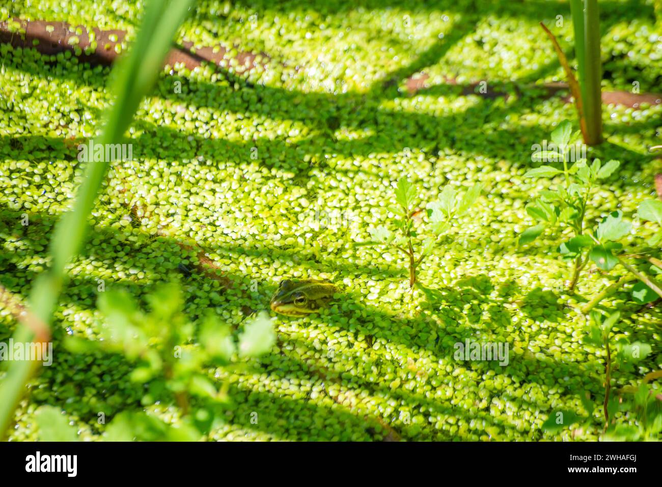 Ein lebendiger Frosch in einem grünen Pool, der sich mit der üppigen Umgebung verschmilzt und eine ruhige und malerische Szene im aquatischen Lebensraum schafft Stockfoto