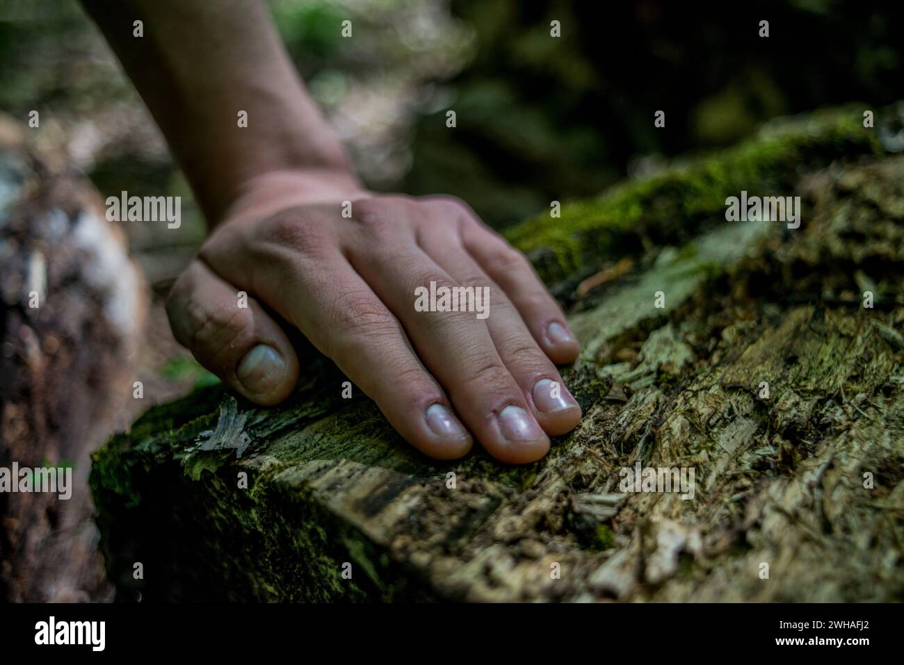 Ein ruhiger Moment, der mit einer Hand auf einem Baumstamm festgehalten wird und die berührungsvolle und bodenständige Verbindung mit der Natur in der friedlichen Natur erlebt. Stockfoto