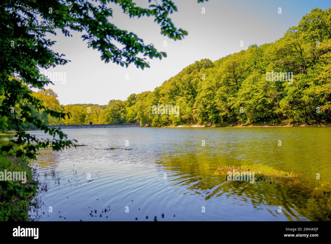 Ein ruhiger See im Wald spiegelt die ruhige Schönheit der Natur bei gutem Wetter wider und schafft eine ruhige und unberührte Oase inmitten der Bäume Stockfoto