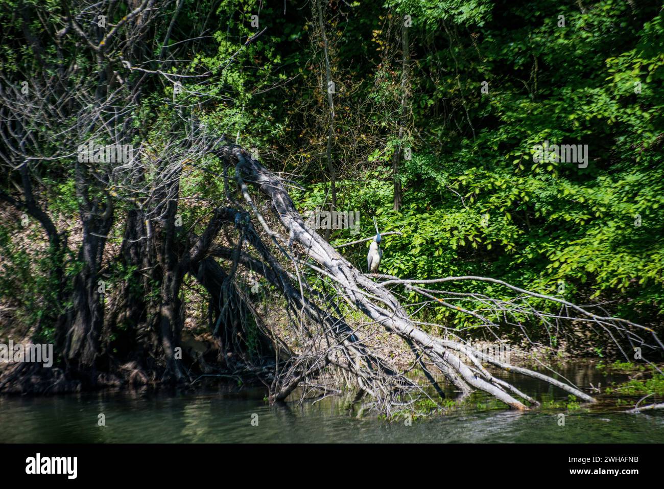 Ein Reiher, der in einem Baum am See thront und die vogelhafte Eleganz zeigt und eine ruhige Szene in seinem natürlichen Lebensraum am Wasser schafft. Stockfoto