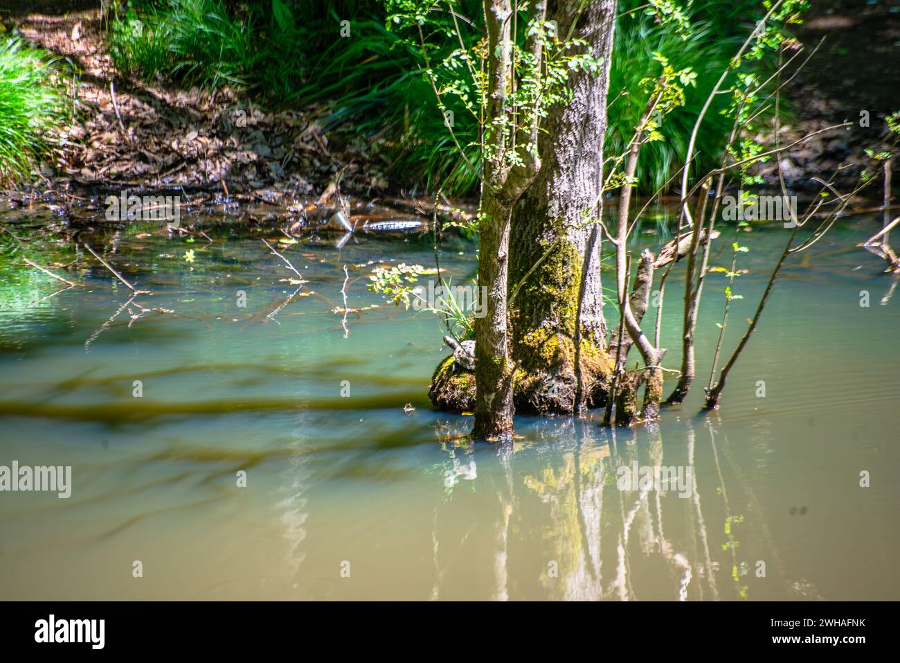 Eine ruhige Szene eines Baumes, der anmutig im ruhigen Wasser des Sees untergetaucht ist und einen harmonischen und friedlichen Blick auf das Wasser bietet Stockfoto