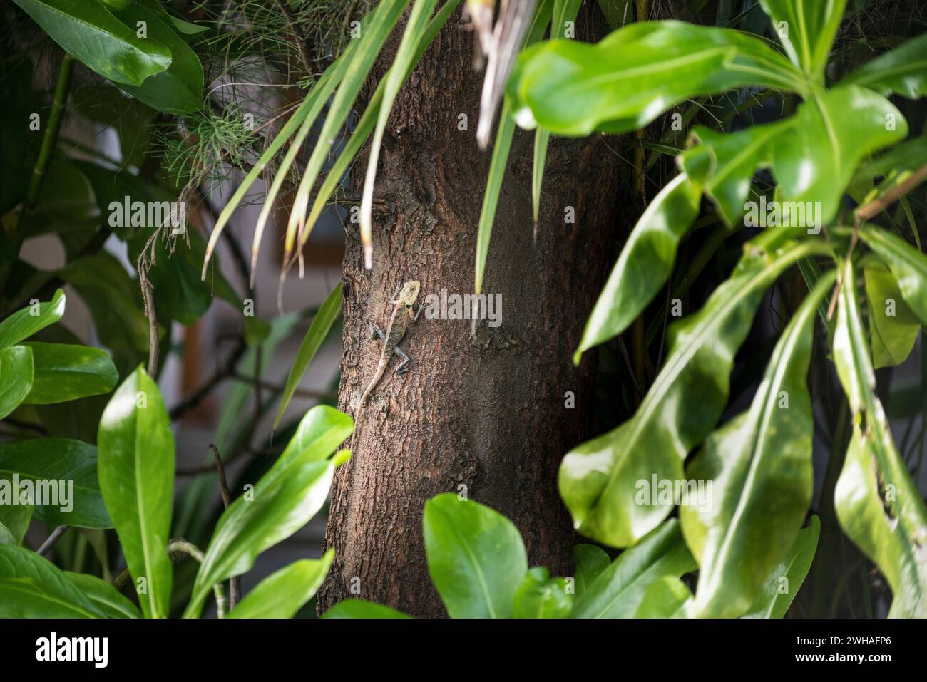 Eine Garteneidechse, auch bekannt als Blutsauger, thront anmutig auf einem Baum und zeigt lebendige Schuppen und Reptilien-Eleganz in ihrem natürlichen Lebensraum Stockfoto