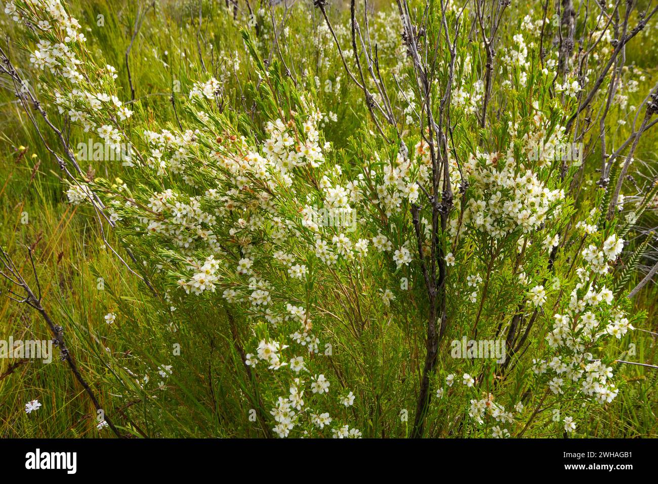 Teebaum (Leptospermum scoparium), ein weißblühender Sträucher aus der Familie der myrtle, natürlicher Lebensraum in Westaustralien Stockfoto