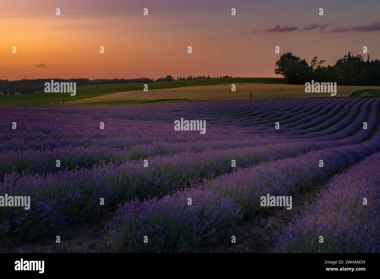 Abend in einem Lavendelfeld. Stockfoto