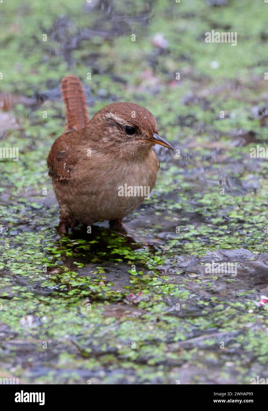 Wren Troglodytes x2, gehen auf Wasserteich Unkraut auf der Jagd auf kleinen dumpfen Vogel braunen Rücken und kurze Hahnschwanz blasser Unterseite blasser Linie über Auge feine Schnur Stockfoto