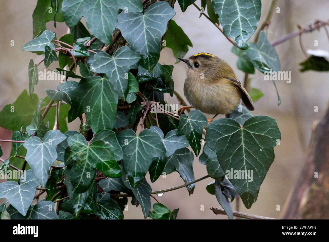 Goldcrest regulus x2, weiblicher Vogel gelbes Wappen mit schwarzem, mattem Grün über weißlichem Unterteil, doppelten weißen Flügelstangen, die in Efeu jagen Stockfoto