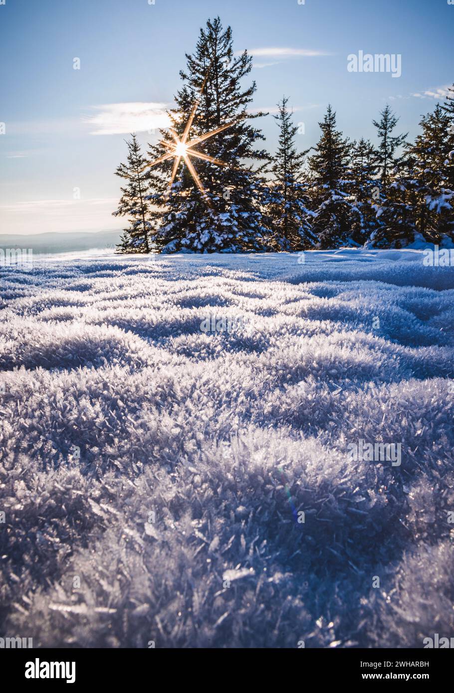 Im Winter scheint die Sonne durch Bäume auf Schnee, Bucksport, Maine Stockfoto