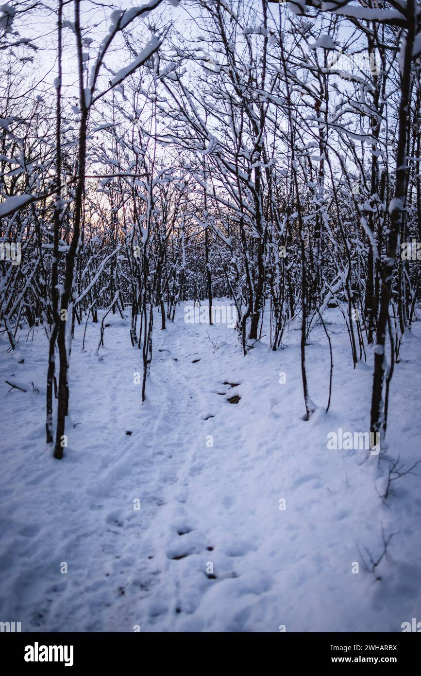 Schneebedeckter Wanderweg durch verschneite Bäume, Bucksport, Maine Stockfoto