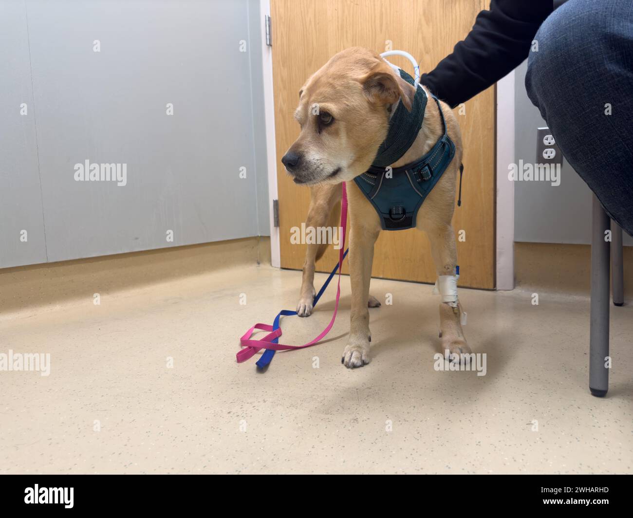 Mann streichelt krank labrador Retriever im Tierklinikum. Stockfoto