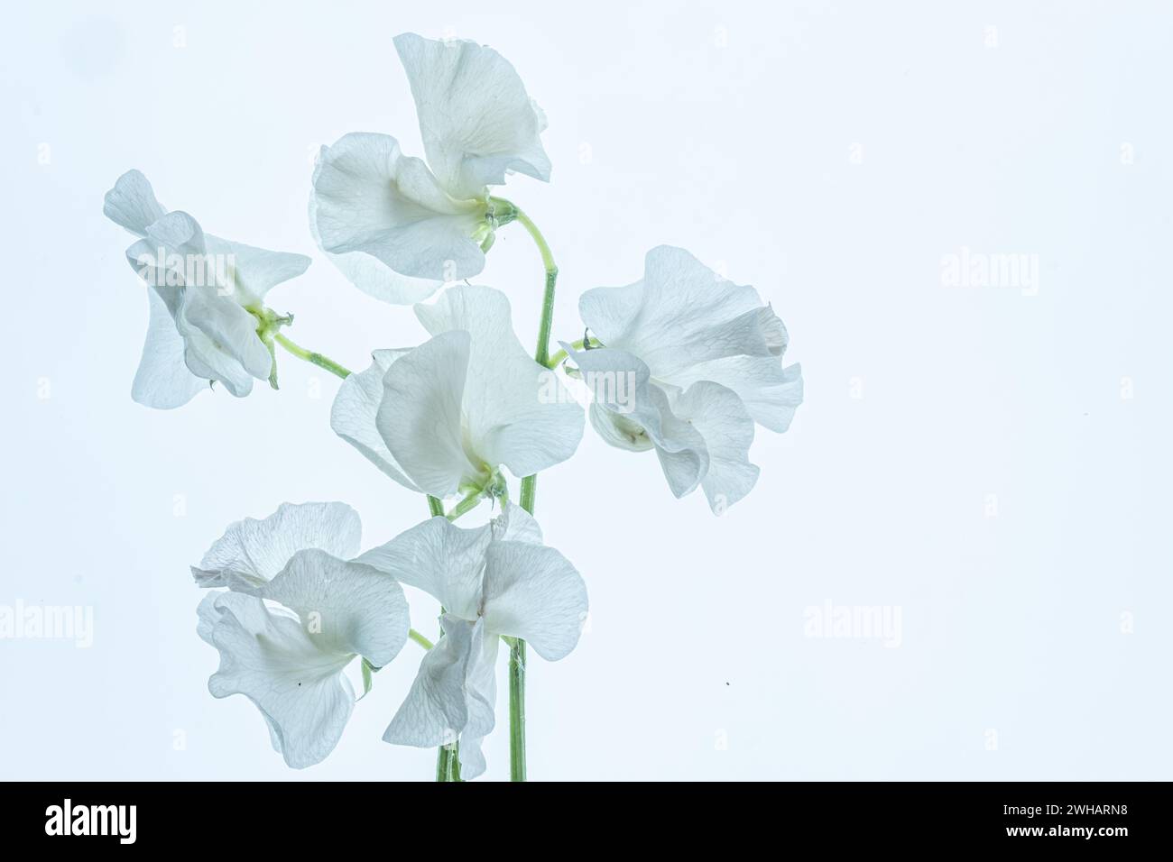 Hochklassiges Bild der weißen Erbsenblüte. Stockfoto