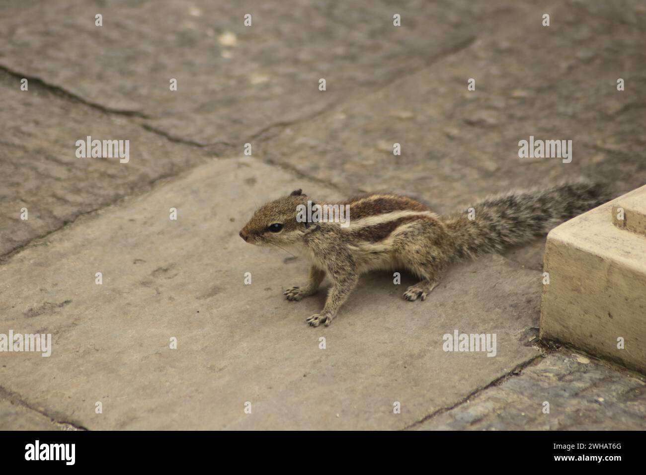 Urban Explorer Stockfoto