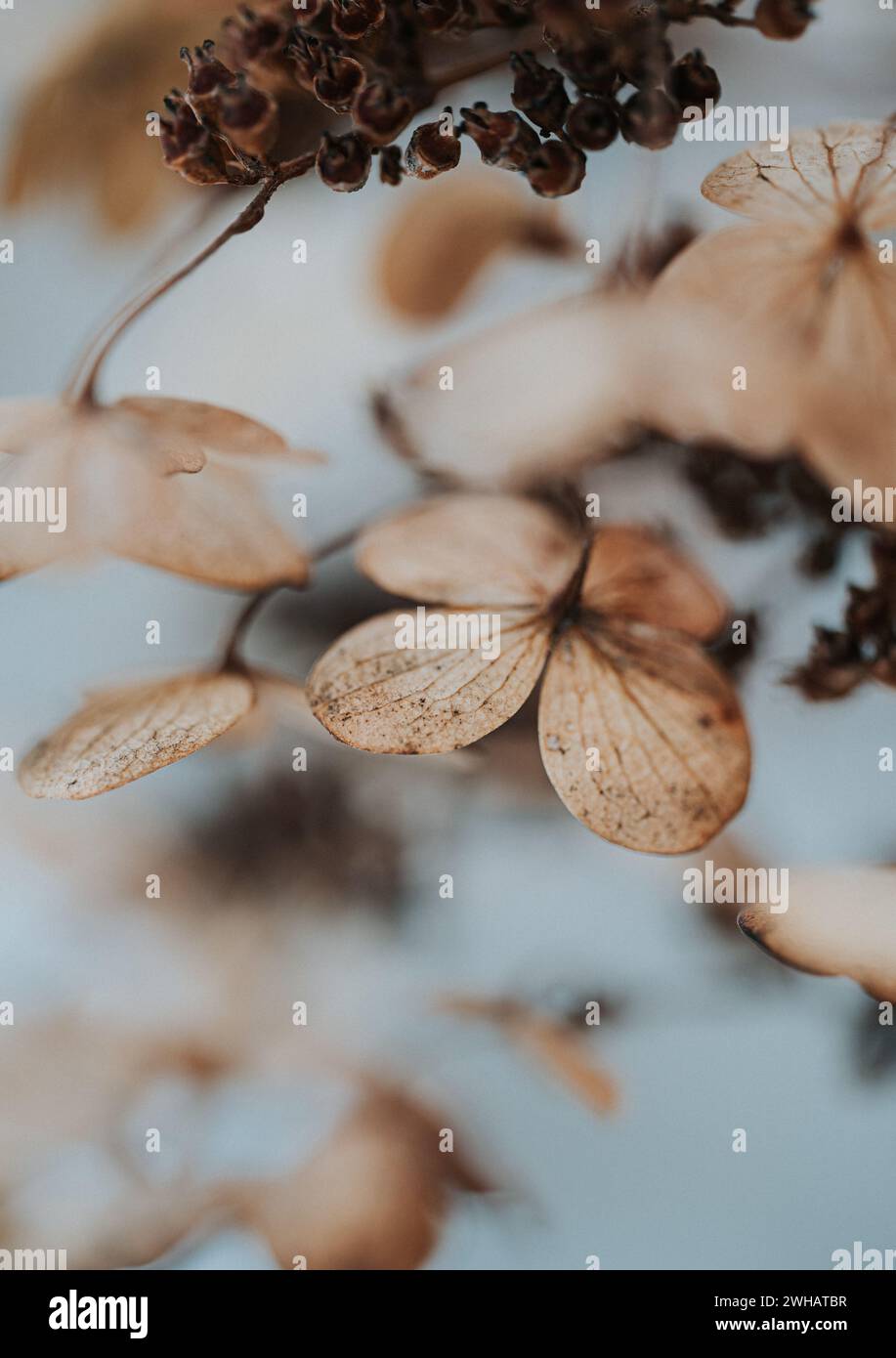 Nahaufnahme getrockneter brauner Blütenblätter an Hortensie-Blüten im Winter. Stockfoto