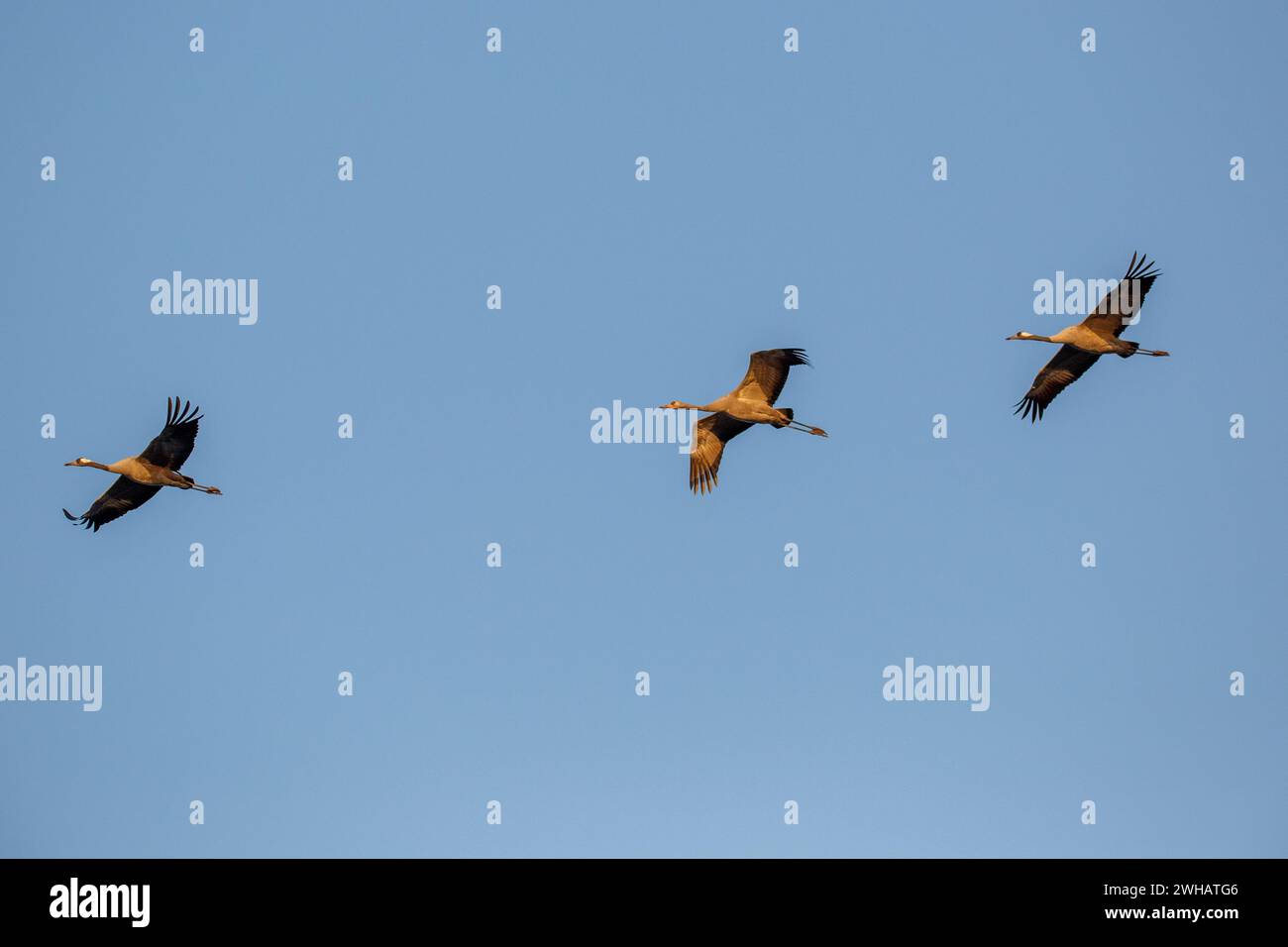 Single Common Crane (Grus grus) im Flug große Zugkranarten, die in Feuchtwiesen und Marschland leben. Er hat eine Spannweite zwischen 2 und 2. Stockfoto