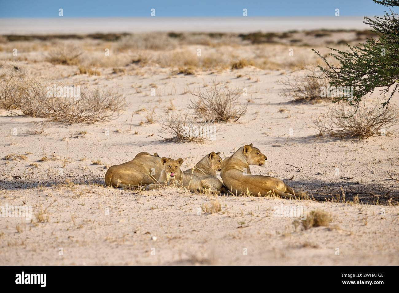 Stolz auf Löwin und Löwenjungen (Panthera Leo) im Schatten eines Baumes, Etosha Nationalpark, Namibia, Afrika Stockfoto