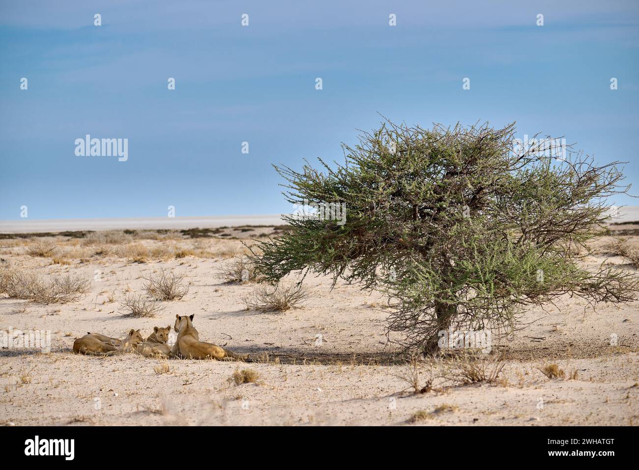 Stolz auf Löwin und Löwenjungen (Panthera Leo) im Schatten eines Baumes, Etosha Nationalpark, Namibia, Afrika Stockfoto