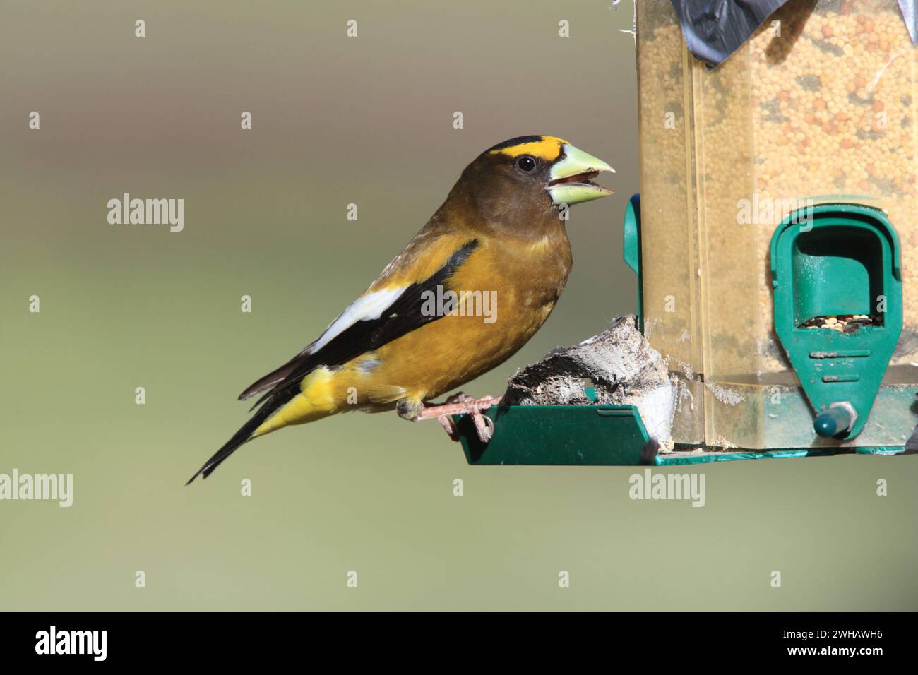 Evening Grosbeak, Coccothraustes vespertinus, auf einem Feeder, Rockies, British Columbia, Kanada Stockfoto