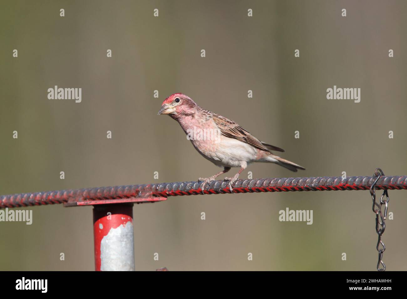 Cassin’s finch, Carpodacus Cassinii, erwachsener Mann, Rockies, Kanada Stockfoto