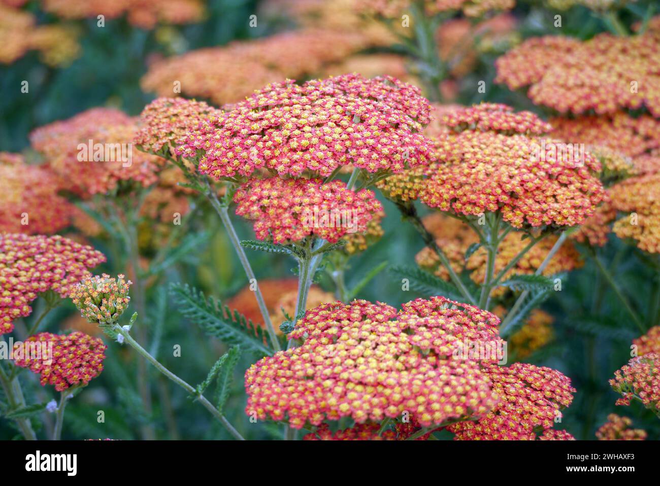 Rote/gelbe Achillea „Feuerland“ (Schafgarbe) Blumen, die bei RHS Garden Harlow Carr, Harrogate, Yorkshire, England, Vereinigtes Königreich angebaut werden. Stockfoto