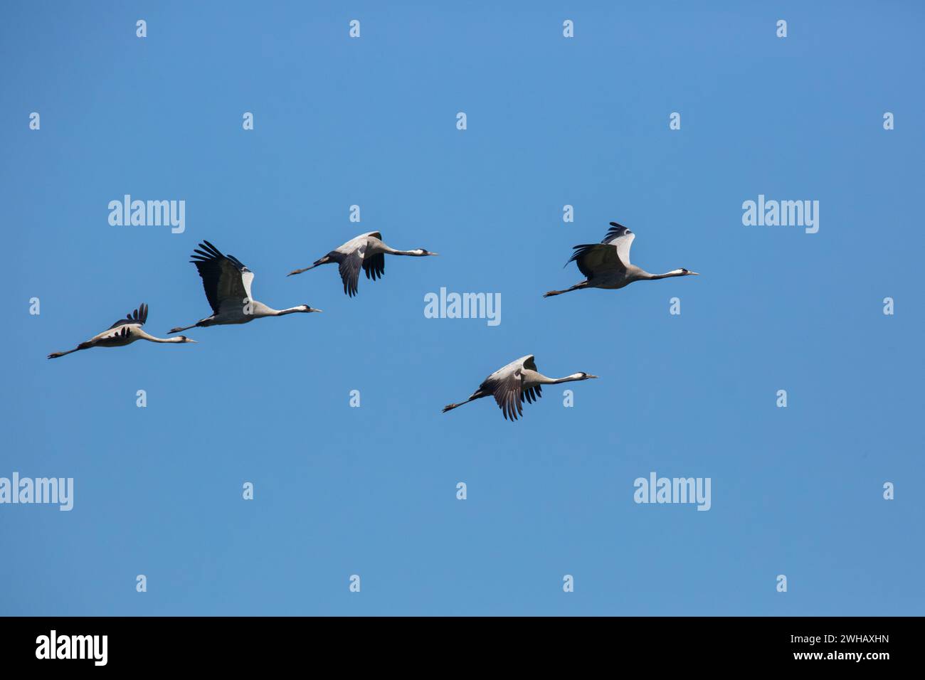 Single Common Crane (Grus grus) im Flug große Zugkranarten, die in Feuchtwiesen und Marschland leben. Er hat eine Spannweite zwischen 2 und 2. Stockfoto