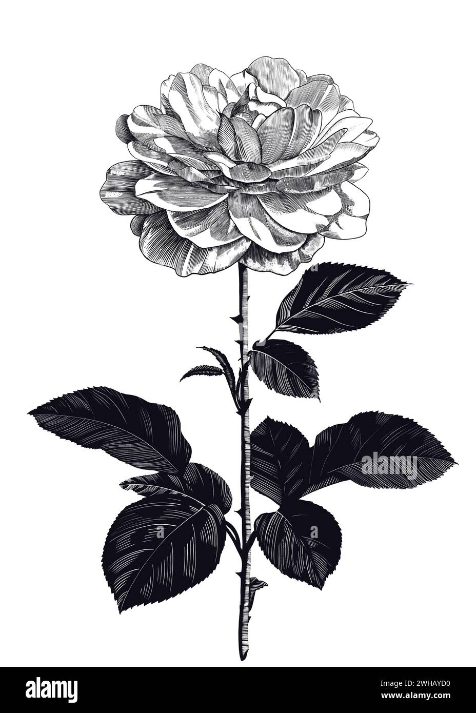 Blühende Rose. Illustration handgezeichnet in Gravurstil. Tintenzeichnung. Isolierte Blume auf weißem Hintergrund. Stockfoto