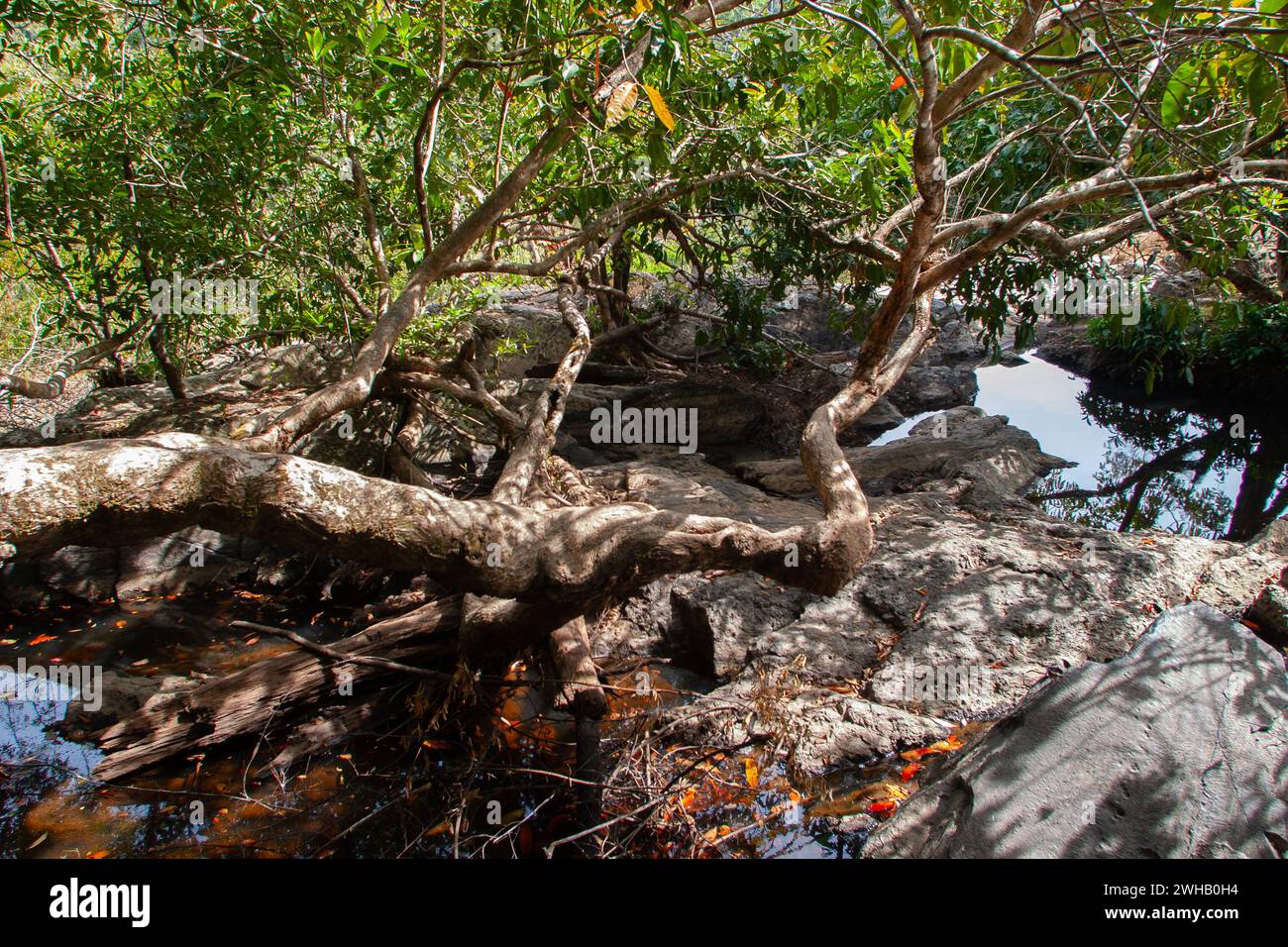 Wasserfall und Fluss im Khao Yai Nationalpark ist ein Nationalpark in Thailand. 1962 als erster Nationalpark Thailands gegründet, ist er der dritte Stockfoto