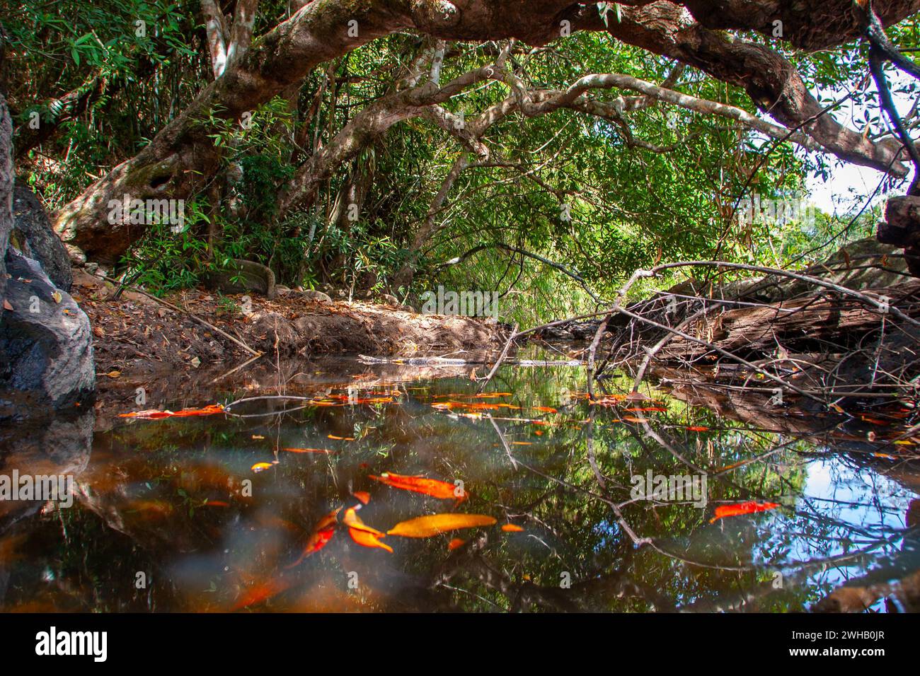 Wasserfall und Fluss im Khao Yai Nationalpark ist ein Nationalpark in Thailand. 1962 als erster Nationalpark Thailands gegründet, ist er der dritte Stockfoto