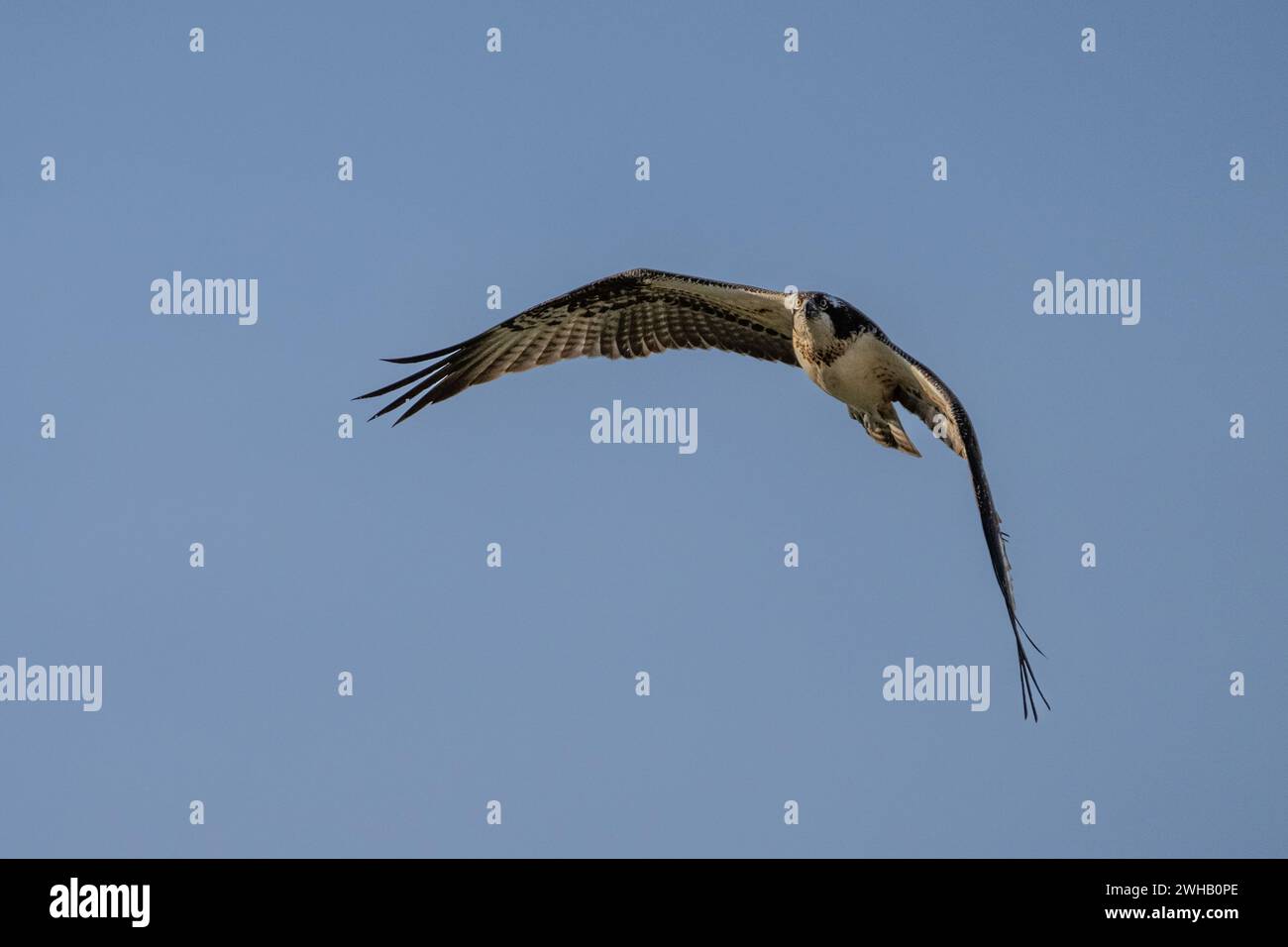 Der Fischadler oder genauer gesagt der westliche Fischadler (Pandion haliaetus) im Flug mit blauem Himmel Hintergrund, auch Seefalke, Flussfalke und Fische genannt Stockfoto