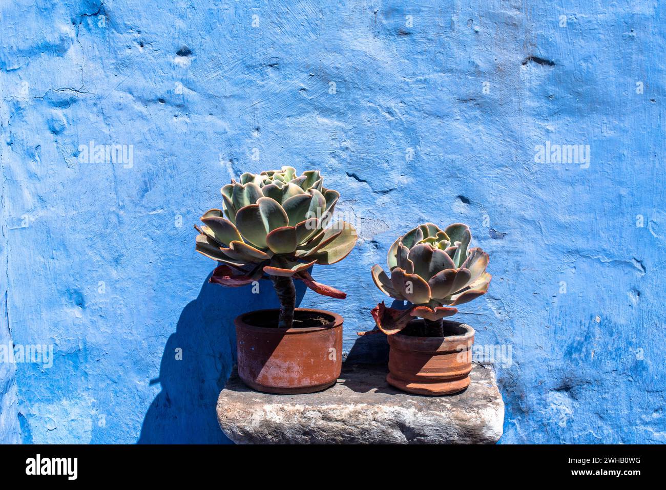 Nahaufnahme von Echeveria gigantea auf einer hellblauen Wand in Cusco Inca Stadt in Peru Stockfoto