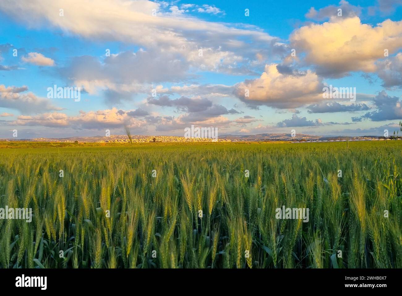Reifendes Weizenfeld mit einem wunderschönen Wolkenlandschaft Hintergrund, fotografiert in Israel im März Stockfoto