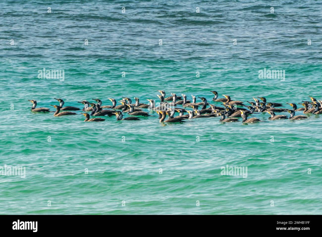 Herde des Großen Kormorans (Phalacrocorax carbo) im Mittelmeer Stockfoto