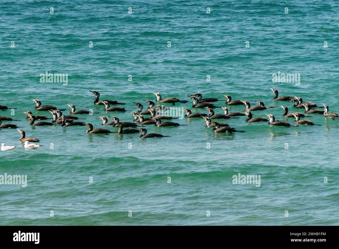 Herde des Großen Kormorans (Phalacrocorax carbo) im Mittelmeer Stockfoto