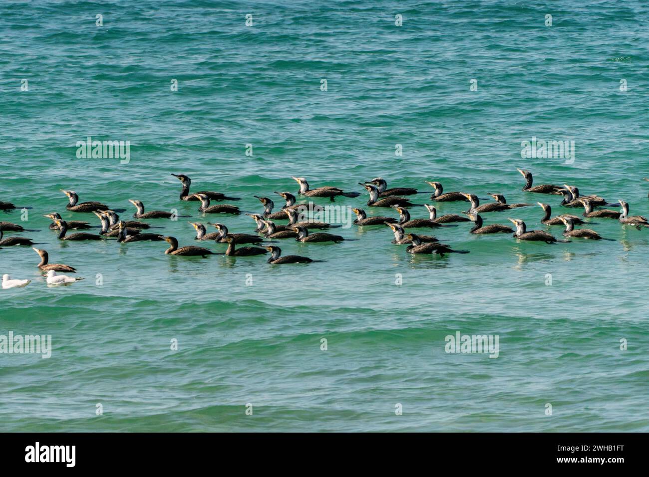 Herde des Großen Kormorans (Phalacrocorax carbo) im Mittelmeer Stockfoto