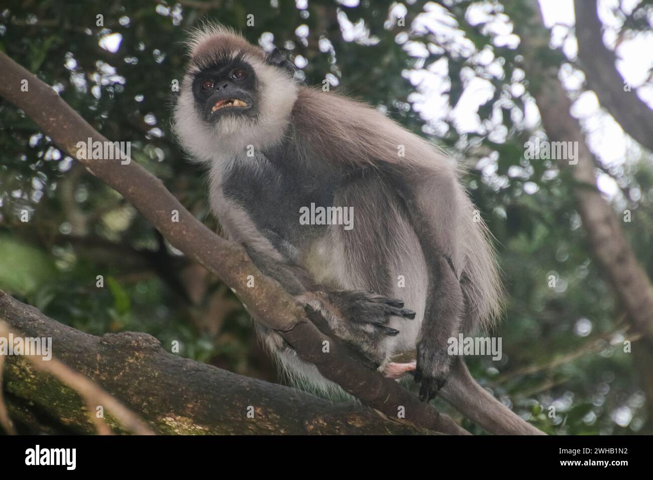 Die getuftete graue Sprache (Semnopithecus priam), auch bekannt als Madras graue Sprache, und Coromandel heilige Sprache, im Monkeyland Primate Sanctuary, Plette Stockfoto