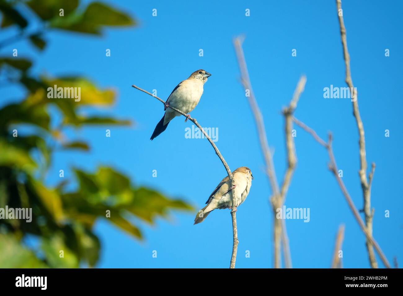 Indische Silberschnabel (Euodice malabarica) oder afrikanische Silberschnabel (Euodice Kantans) in den Vereinigten Arabischen Emiraten, die Vögel überwintern Stockfoto