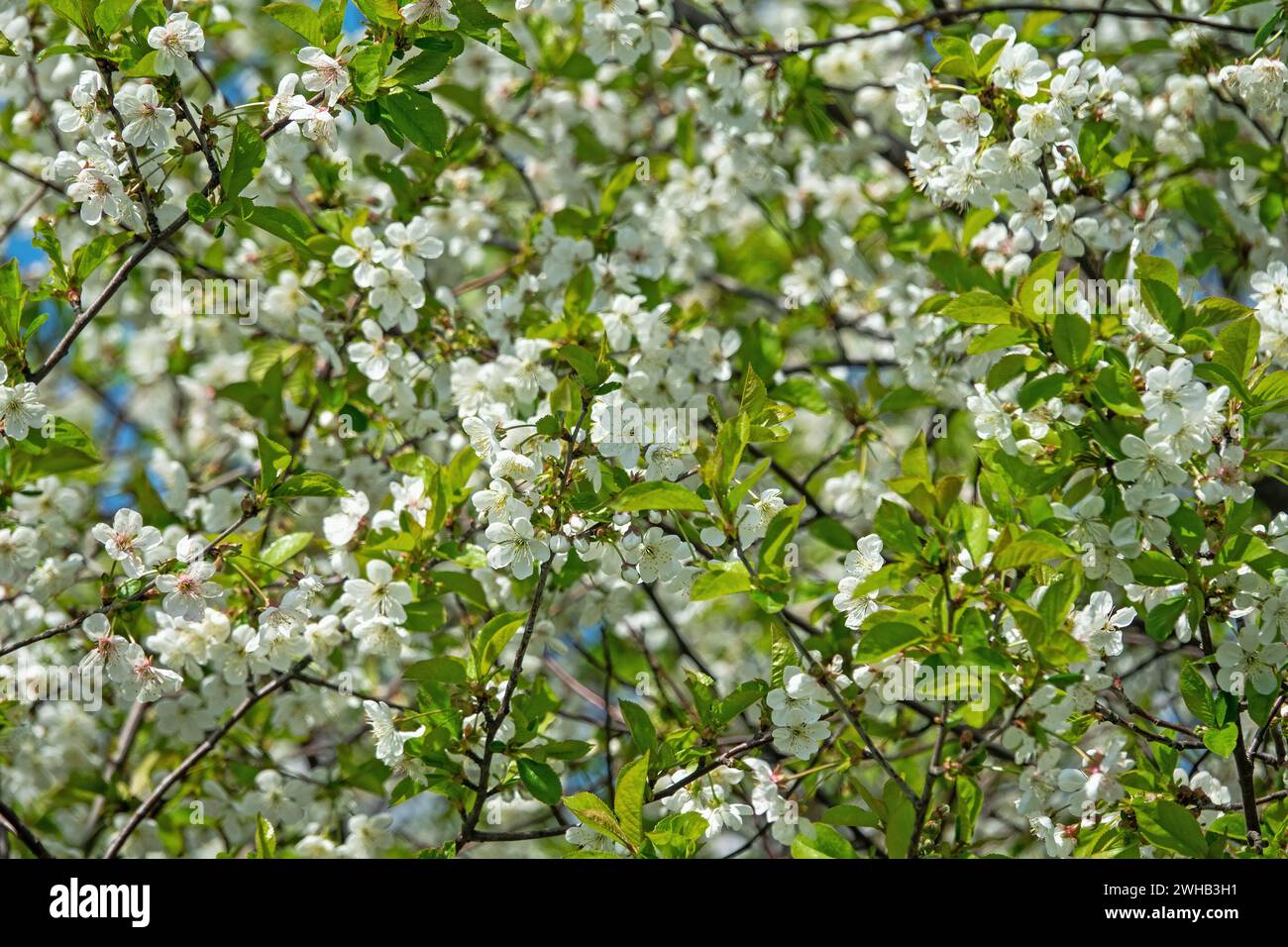 Steppenkirsche (Prunus chamaecerasus, Cerasus fruticosa). Waldsteppe mit blühenden Wildobsthühlen. Art der Biozenose in der Nähe Stockfoto