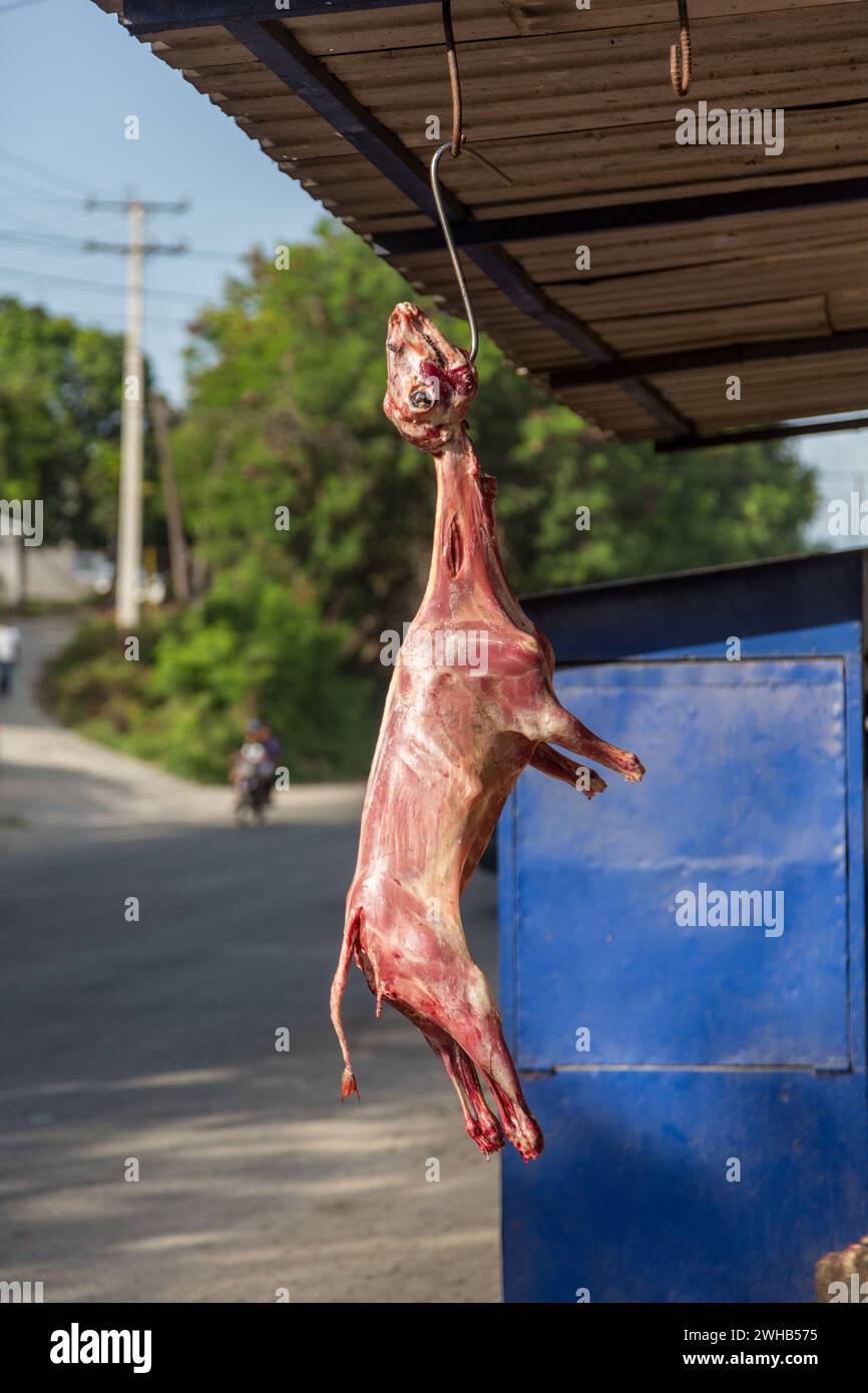 Schlachterziege zum Verkauf an einem Straßenrand in der Dominikanischen Republik. Ziege, oder Chivo, ist ein sehr beliebtes Gericht dort. Stockfoto