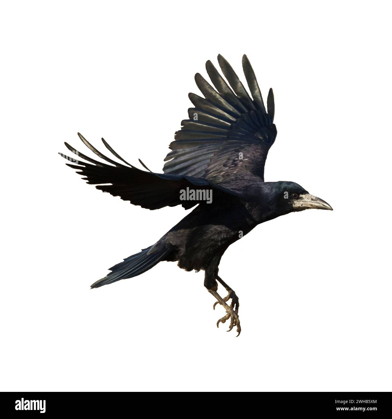 Rook Corvus frugilegus fliegende schwarze Vogel isoliert auf weißem Hintergrund Stockfoto
