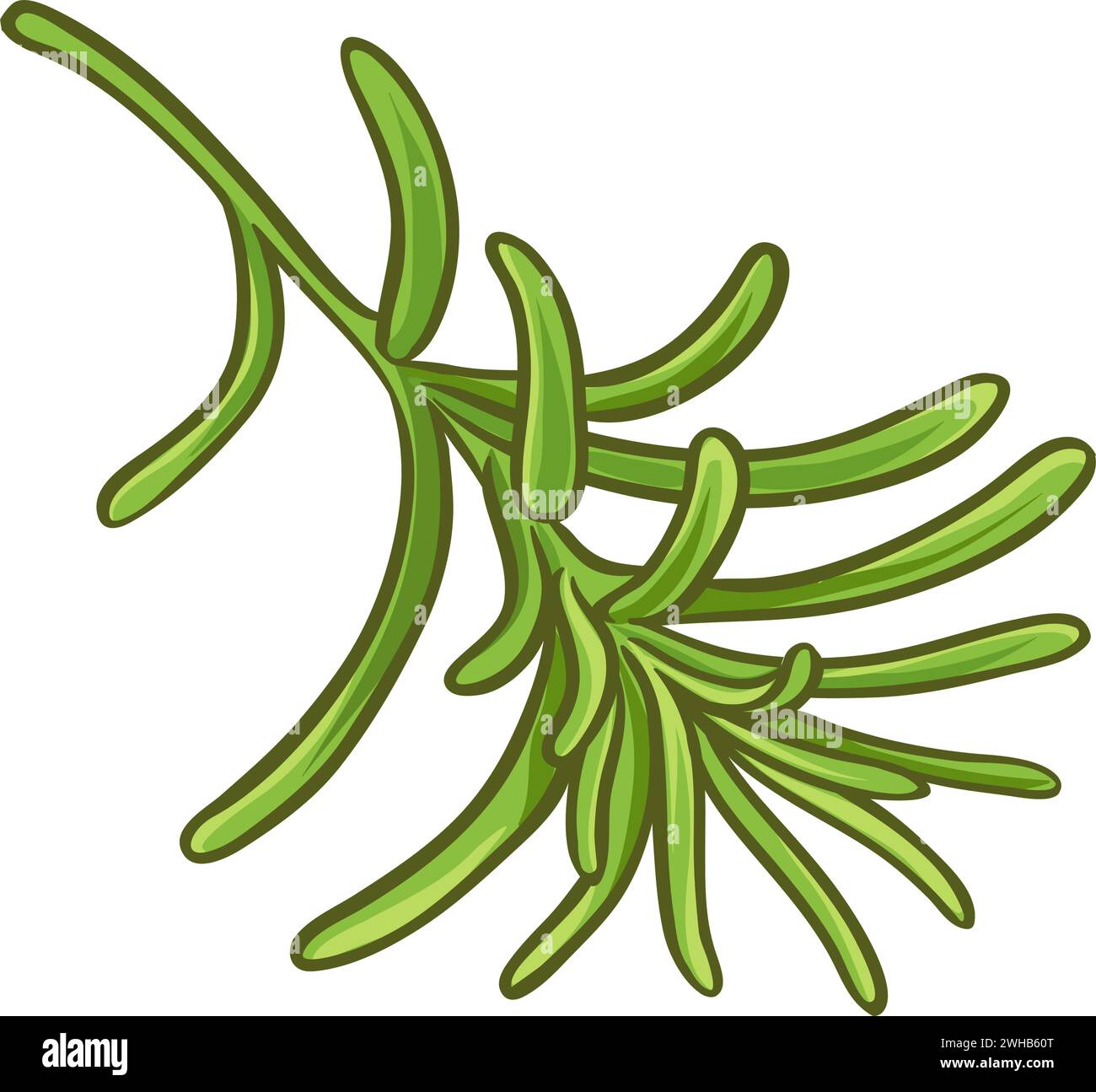 rosmarinzweig isolierte farbige Illustration Stock Vektor