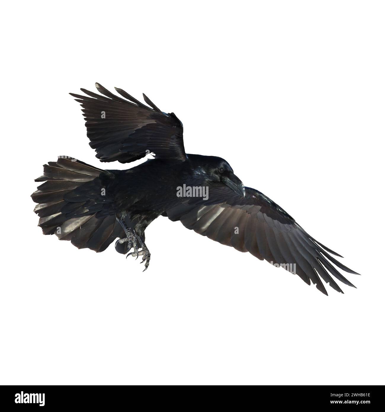 Vögel fliegen Raben isoliert auf weißem Hintergrund Corvus corax. Halloween, Silhouette eines großen schwarzen Vogels im Flug Stockfoto