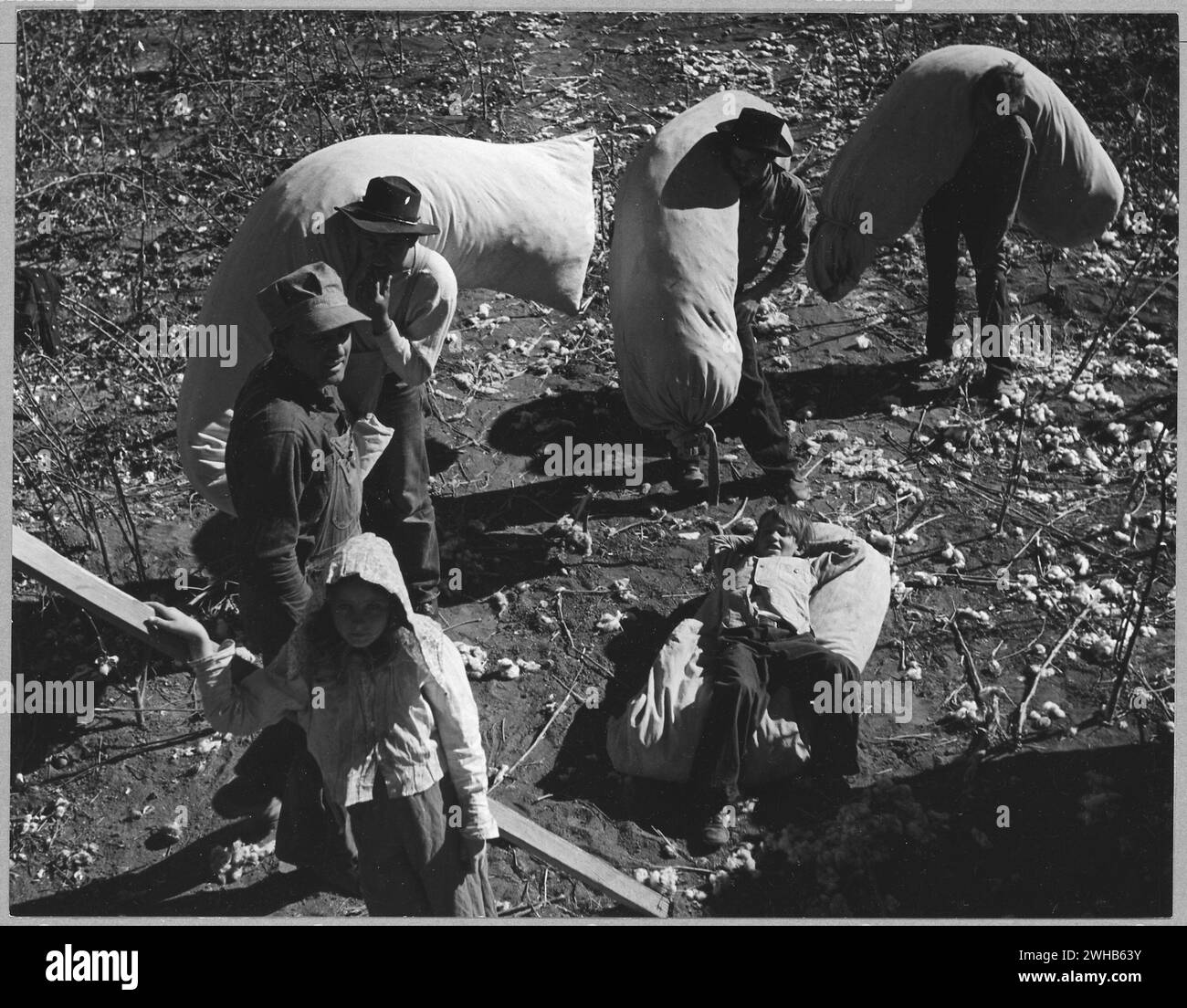 November 1940 Arizona, USA. In Der Nähe Von Coolidge, Maricopa County, Arizona. Familienarbeit bei der Baumwollpflückzeit auf den Feldern des Genossenschaftsbetriebs Casa Grande (FSA)." Blick von oben auf Pflücker auf dem Feld, die große Baumwoll-Bushel in Beuteln transportieren. Stockfoto