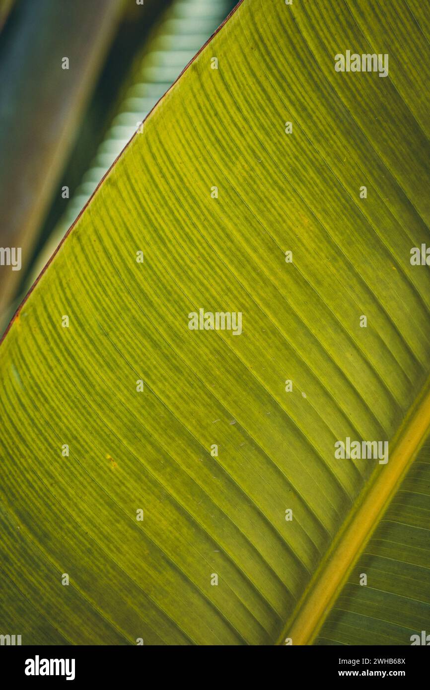 Großartige Bezahlung à Bali Stockfoto
