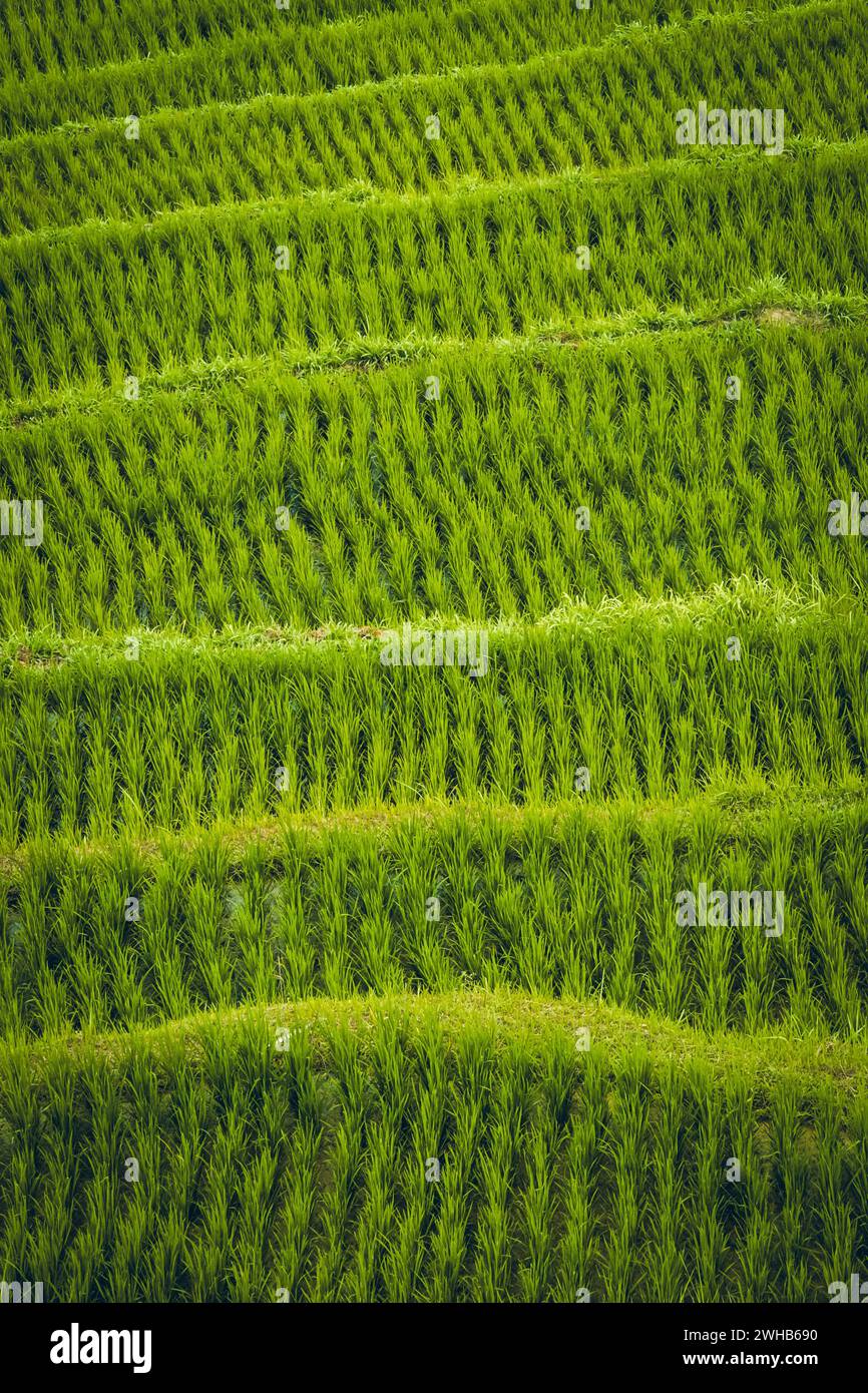 Großartige Bezahlung à Bali Stockfoto