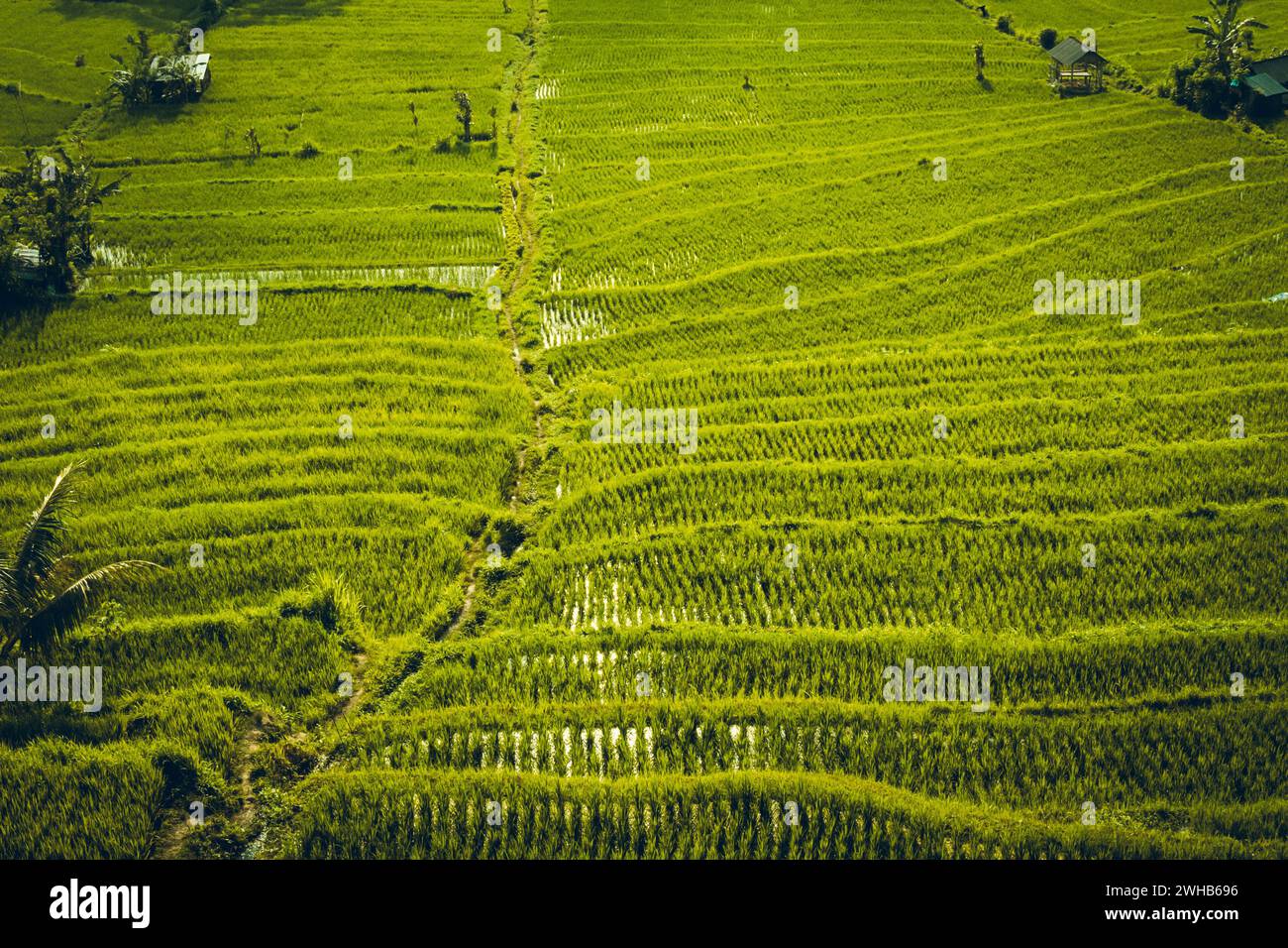 Großartige Bezahlung à Bali Stockfoto