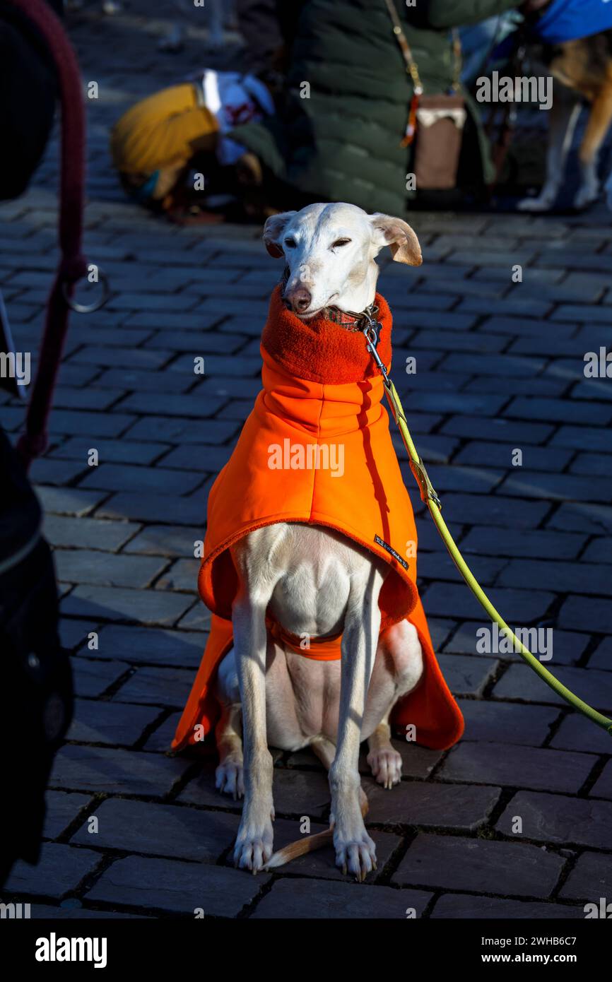 Köln Galgo März am 27.01.2024, Köln, Deutschland. Der "Welt-Galgo-Tag" lenkt die Aufmerksamkeit auf die manchmal miserablen Bedingungen, unter denen Spanisch grau ist Stockfoto